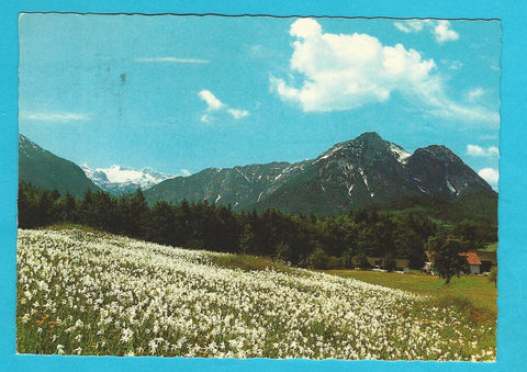 AK Ausseer Land. Altaussee, Narzissenwiese.
