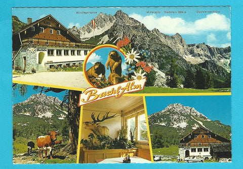 AK Alpengasthof Bachlalm. Bes. F. u. R. Steiner.