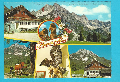 AK Alpengasthof Bachlalm. Bes. F. u. R. Steiner.