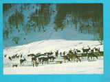 AK Kleinsölk. Wildfütterung Breitlahn.