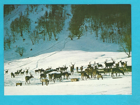 AK Kleinsölk. Wildfütterung Breitlahn.