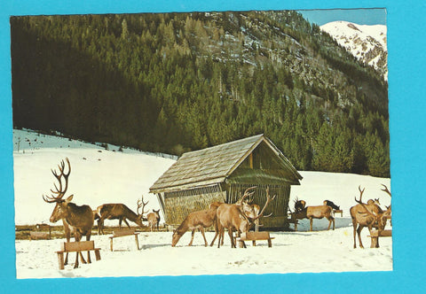 AK Wildfütterung Breitlahn. Kleinsölk.