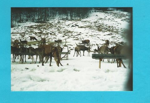 Foto Kleinsölk Wildfütterung. (1998)