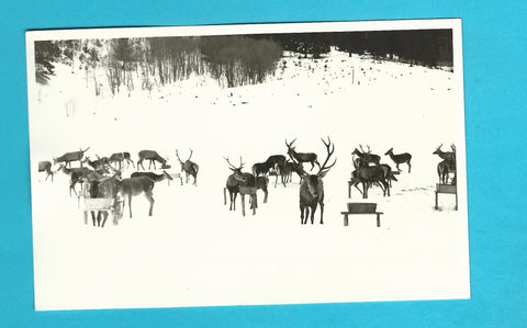 AK Wildfütterung Breitlahn - Kleinsölk.