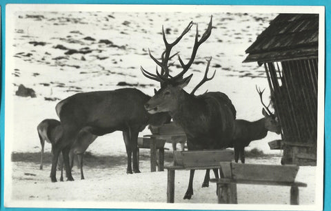 AK Wildfütterung Breitlahn - Kleinsölk.