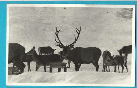 AK Wildfütterung Breitlahn - Kleinsölk.