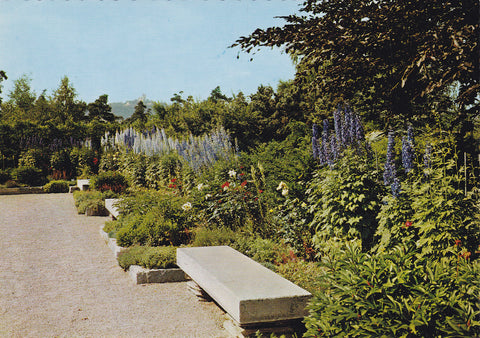 AK Botanischer Garten der Stadt Linz/D. Blühender Rittersporn im Schmuckgarten.
