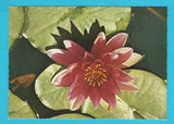 AK Linz. Botanischer Garten. Escarboucle.