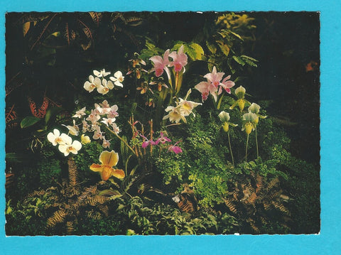 AK Linz. Botanischer Garten. Blühende Orchideen im Tropenhaus.