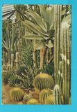 AK Linz. Botanischer Garten. Im Sukkulentenhaus.