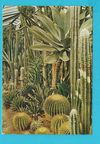 AK Linz. Botanischer Garten. Im Sukkulentenhaus.