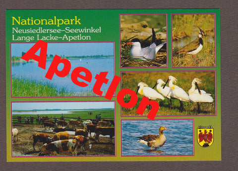 AK Apetlon. Nationalpark Neusiedlersee - Seewinkel - Lange Lacke.