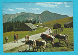 AK Postalm.