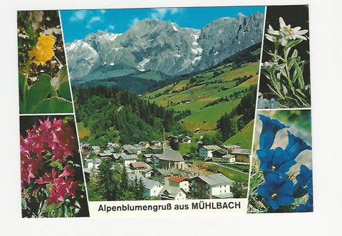 AK Alpenblumengruß aus Mühlbach.