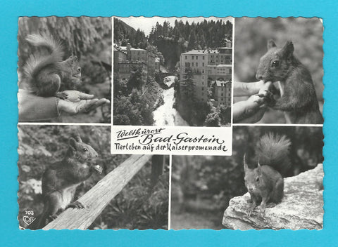 AK Badgastein. Tierleben auf der Kaiserpromenade.