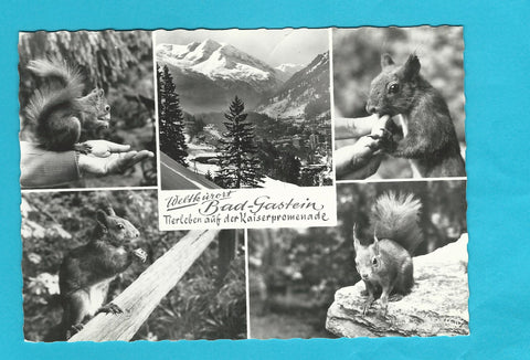 AK Badgastein. Tierleben auf der Kaiserpromenade.