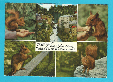 AK Bad Gastein. Tierleben auf der Kaiserpromenade.