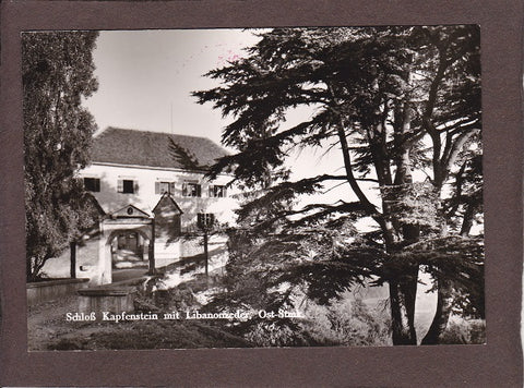 AK Schloß Kapfenstein mit Libanonzeder.