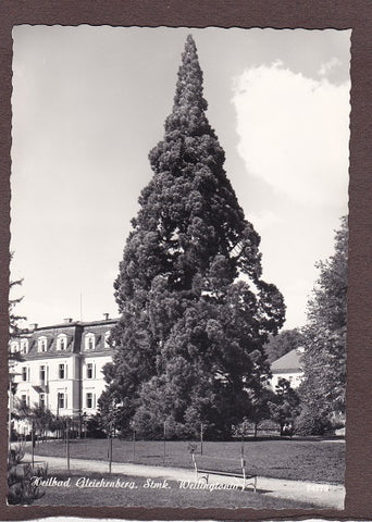AK Heilbad Gleichenberg. Wellingtonia.