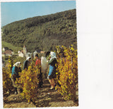 AK Klöch - Weinlese.