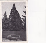 AK Bad Gleichenberg. Wellingtonia im Kurpark. (1949-50)