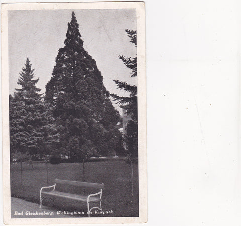 AK Bad Gleichenberg. Wellingtonia im Kurpark. (1949-50)