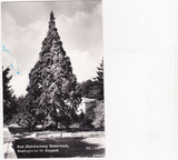 AK Bad Gleichenberg. Wellingtonia im Kurpark.