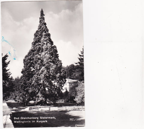 AK Bad Gleichenberg. Wellingtonia im Kurpark.