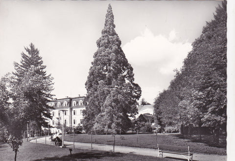 AK Kurort Bad Gleichenberg. Kurpark mit Wellingtonia. (1965)