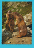 AK Murmeltiere. Grossglockner.