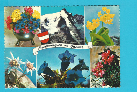 AK Grossglockner. Alpenblumengrüße aus Österreich.