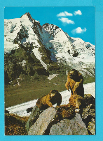 AK Murmeltiere oberhalb der Pasterze. Großglockner.