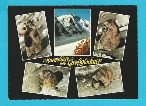 AK Murmeltiere am Grossglockner.