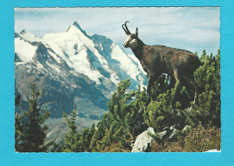 AK Gamsbock am Grossglockner.