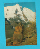 AK Murmeltier am Grossglockner.