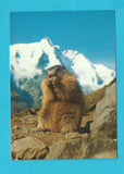AK Murmeltier am Grossglockner.