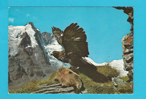 AK Steinadler am Grossglockner mit geschlagenem Murmeltier.