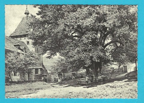 AK Millstatt, Alte Linde. 1886, H. Darnaut.
