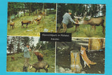 AK Alpenwildpark im Maltatal.