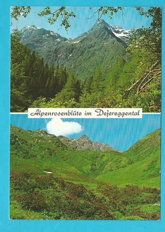 AK Alpenrosenblüte im Defreggental.