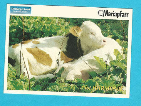 AK Mariapfarr.