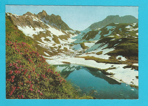 AK Alpenrosenblüte in den Tauern. Riedingtal.