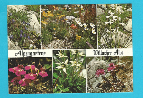 AK Alpengarten Villacher Alpe.