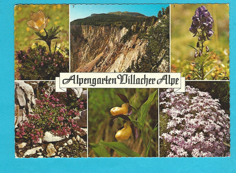 AK Alpengarten Villacher Alpe.