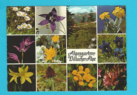 AK Alpengarten Villacher Alpe.