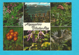 AK Alpengarten Villacher Alpe.
