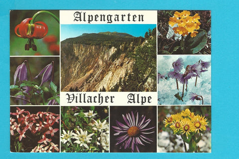 AK Alpengarten Villacher Alpe.