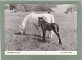 AK Lipizzanerstute mit Fohlen.