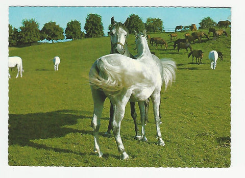 AK Im weltberühmten Lipizzanergestüt Piber.