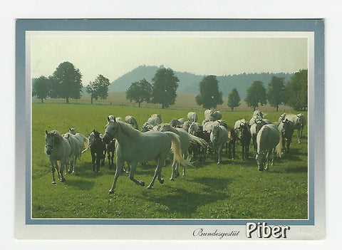 AK Bundesgestüt Piber.